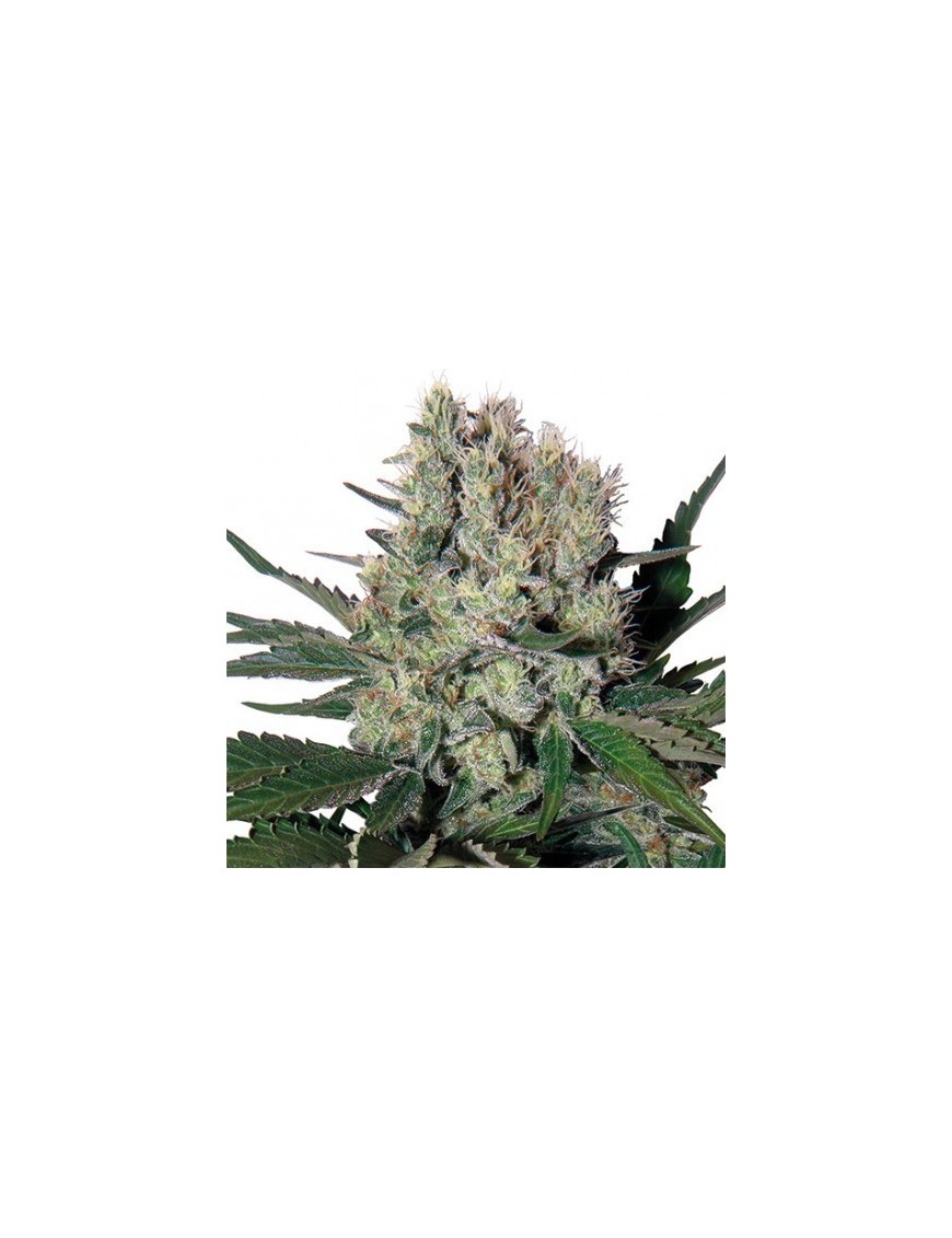 Buda Syrup Auto - Buddha Seeds