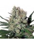 Buda Syrup Auto - Buddha Seeds