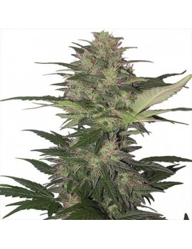 Buddha Roter Zwerg Auto - Buddha Seeds