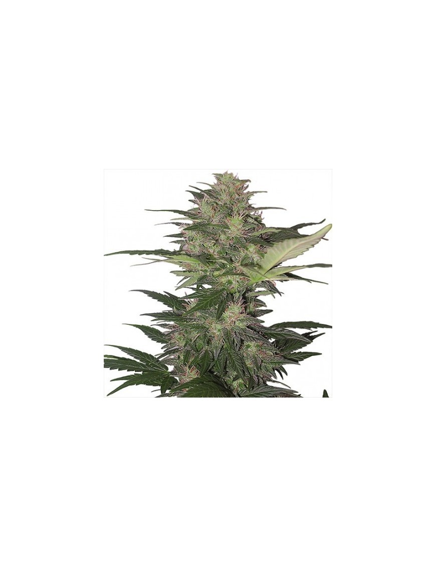 Buda Red Dwarf Auto - Buddha Seeds