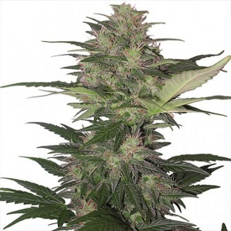 Buda Red Dwarf Auto - Buddha Seeds