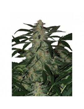 Buda Deimos Auto - Buddha Seeds