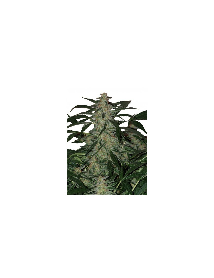 Buda Deimos Auto - Buddha Seeds