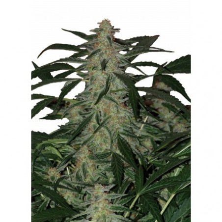 Buda Deimos Auto - Buddha Seeds