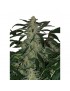 Buda Deimos Auto - Buddha Seeds