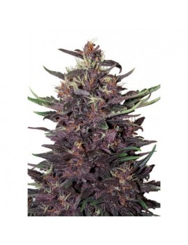 Buda Purple Kush Auto -...