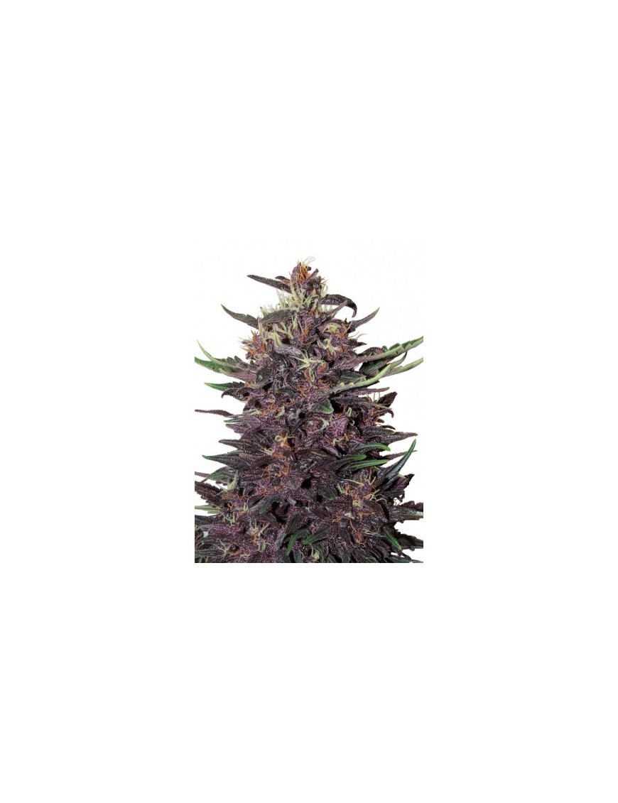 Buda Purple Kush Auto - Buddha Seeds