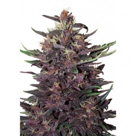 Buda Purple Kush Auto - Buddha Seeds