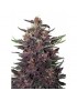 Buda Purple Kush Auto - Buddha Seeds