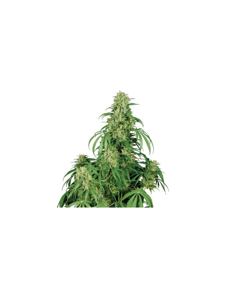 Buda Calamidad Jane Auto - Buddha Seeds