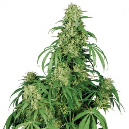 Buda Calamidad Jane Auto - Buddha Seeds