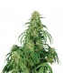 Buda Calamidad Jane Auto - Buddha Seeds