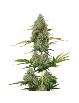 Buda Auto crítico - Buddha Seeds