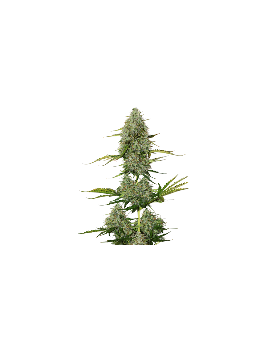 Buda Auto crítico - Buddha Seeds