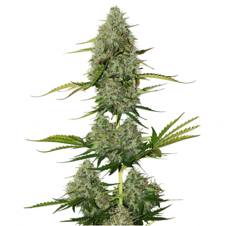 Buda Auto crítico - Buddha Seeds