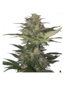 Buda Auto Diesel - Buddha Seeds