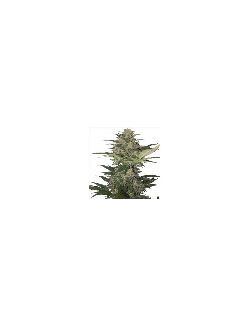 Buda Auto Diesel - Buddha Seeds