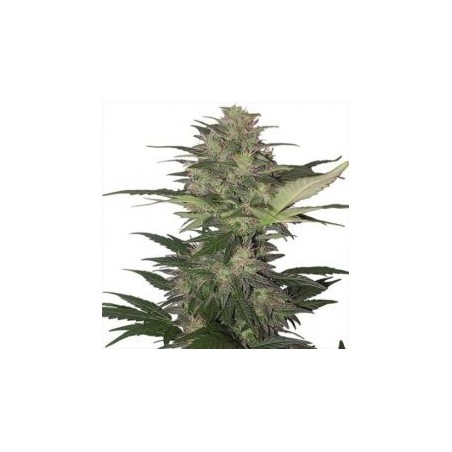 Buda Auto Diesel - Buddha Seeds