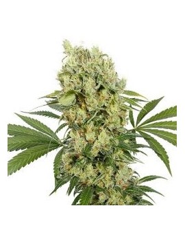 Buda Auto Skunk - Buddha Seeds