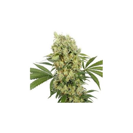 Buda Auto Skunk - Buddha Seeds