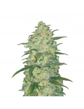 Buda Auto White Widow -...