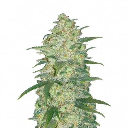 Buda Auto White Widow - Buddha Seeds