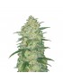 Buda Auto White Widow - Buddha Seeds