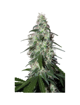 Buda Pulsar Feminiz. - Buddha Seeds