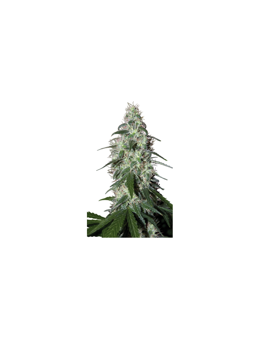 Buda Pulsar Feminiz. - Buddha Seeds