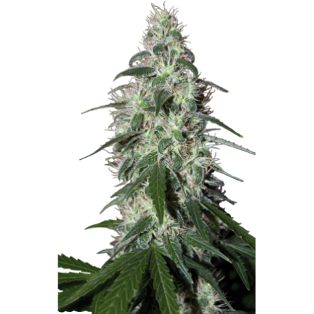 Buda Pulsar Feminiz. - Buddha Seeds