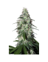 Buda Pulsar Feminiz. - Buddha Seeds