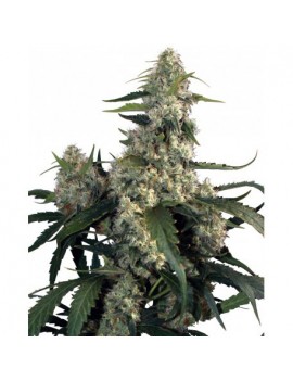 Buda Quasar Feminiz. - Buddha Seeds