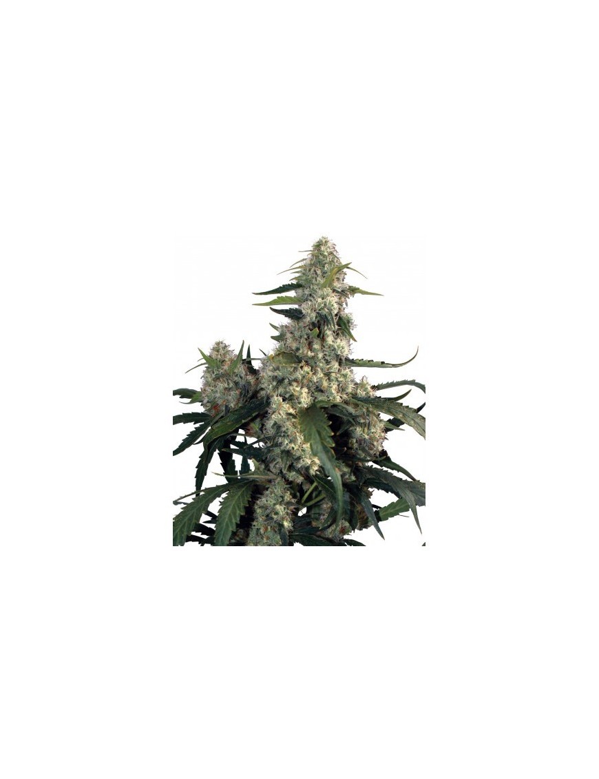 Buda Quasar Feminiz. - Buddha Seeds