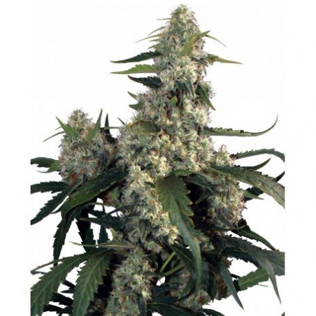 Buda Quasar Feminiz. - Buddha Seeds