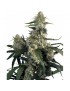 Buda Quasar Feminiz. - Buddha Seeds