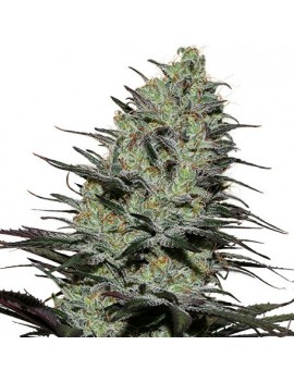 Morpheus Femminiz. -Ja- Buddha Seeds