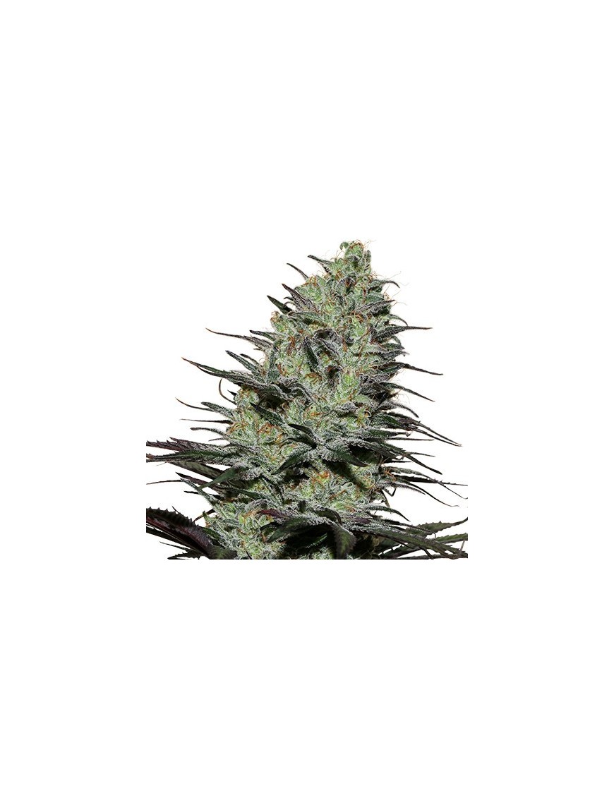 Morpheus Femminiz. - Buddha Seeds