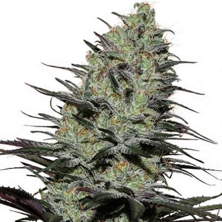 Morpheus Femminiz. - Buddha Seeds