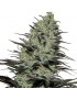 Morpheus Femminiz. -Ja- Buddha Seeds