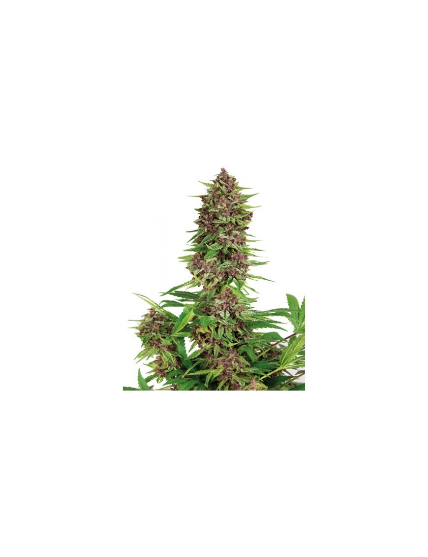 Buda Púrpura Kush Femminiz. - Buddha Seeds