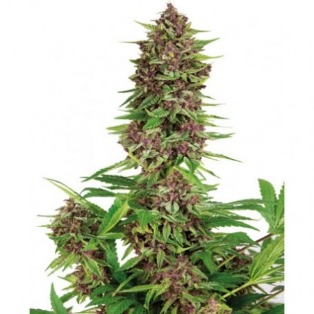 Buddha Purple Kush Femminiz. -Ja- Buddha Seeds