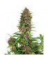 Buddha Purple Kush Femminiz. -Ja- Buddha Seeds