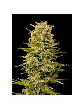 Buddha AK Femminiz. -Ja- Buddha Seeds