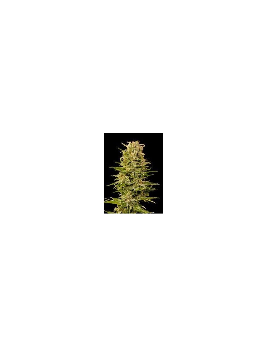 Buda AK Femminiz. - Buddha Seeds