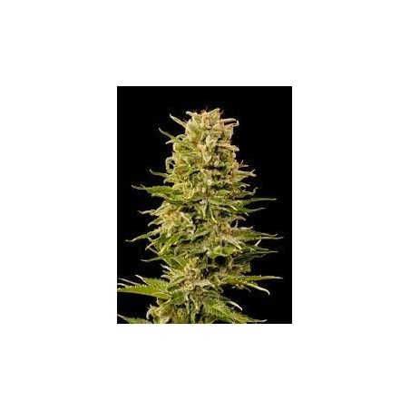 Buddha AK Femminiz. -Ja- Buddha Seeds