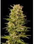 Buda AK Femminiz. - Buddha Seeds