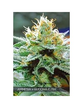 Buda Amnesia Feminiz. - Buddha Seeds