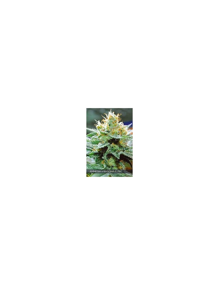 Buda Amnesia Feminiz. - Buddha Seeds