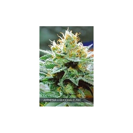 Buda Amnesia Feminiz. - Buddha Seeds