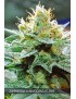 Buda Amnesia Feminiz. - Buddha Seeds